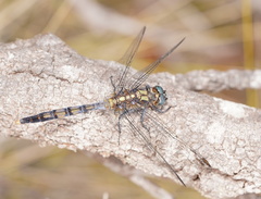 Orthetrum boumiera