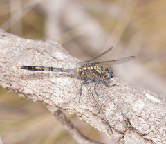 Orthetrum boumiera