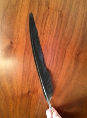 Corvus corax laurencei