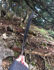 Corvus corax laurencei