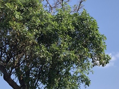 Diospyros cambodiana