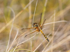 Austrothemis nigrescens