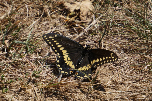 Black Swallowtail