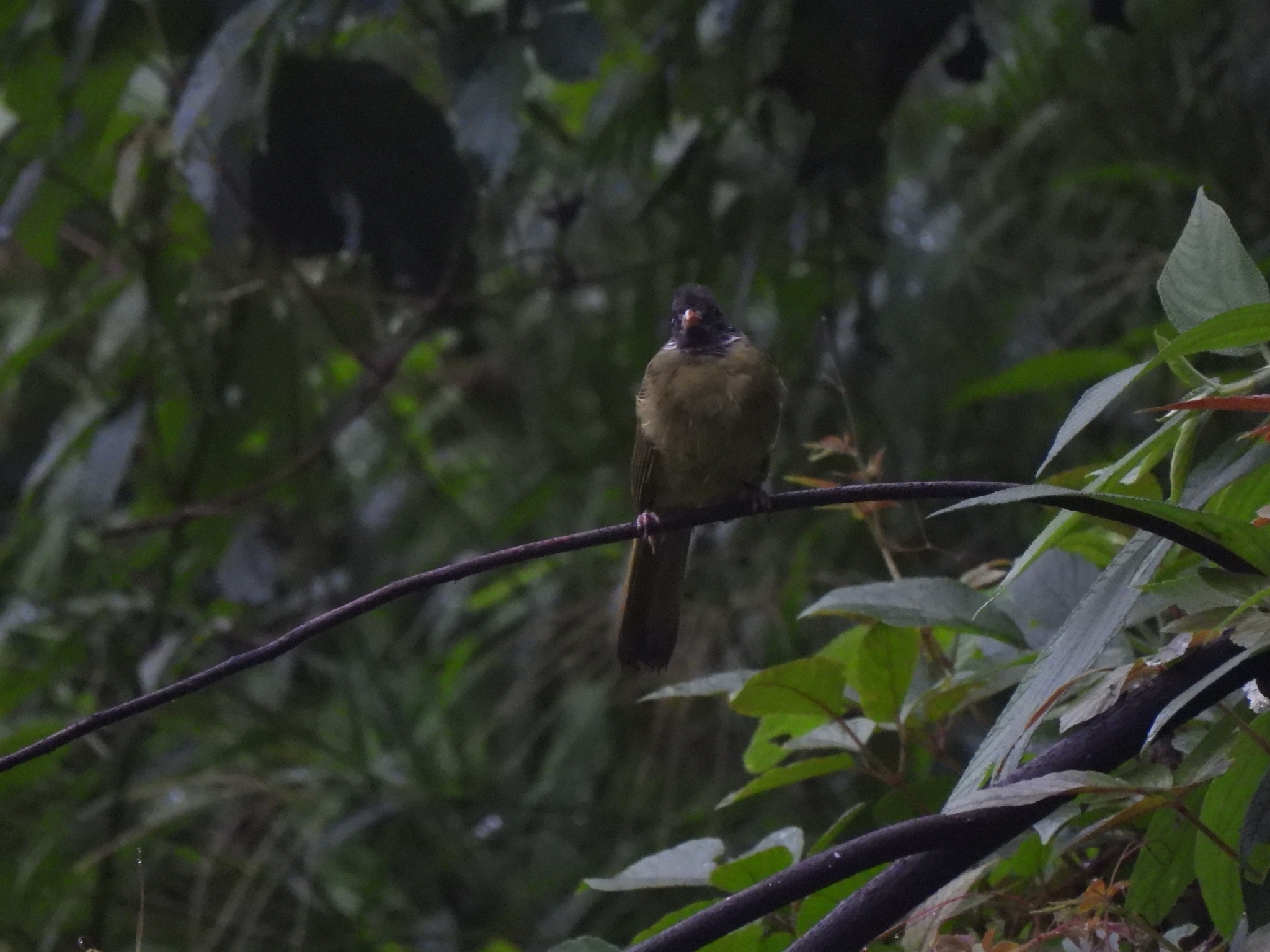 Collared Finchbill