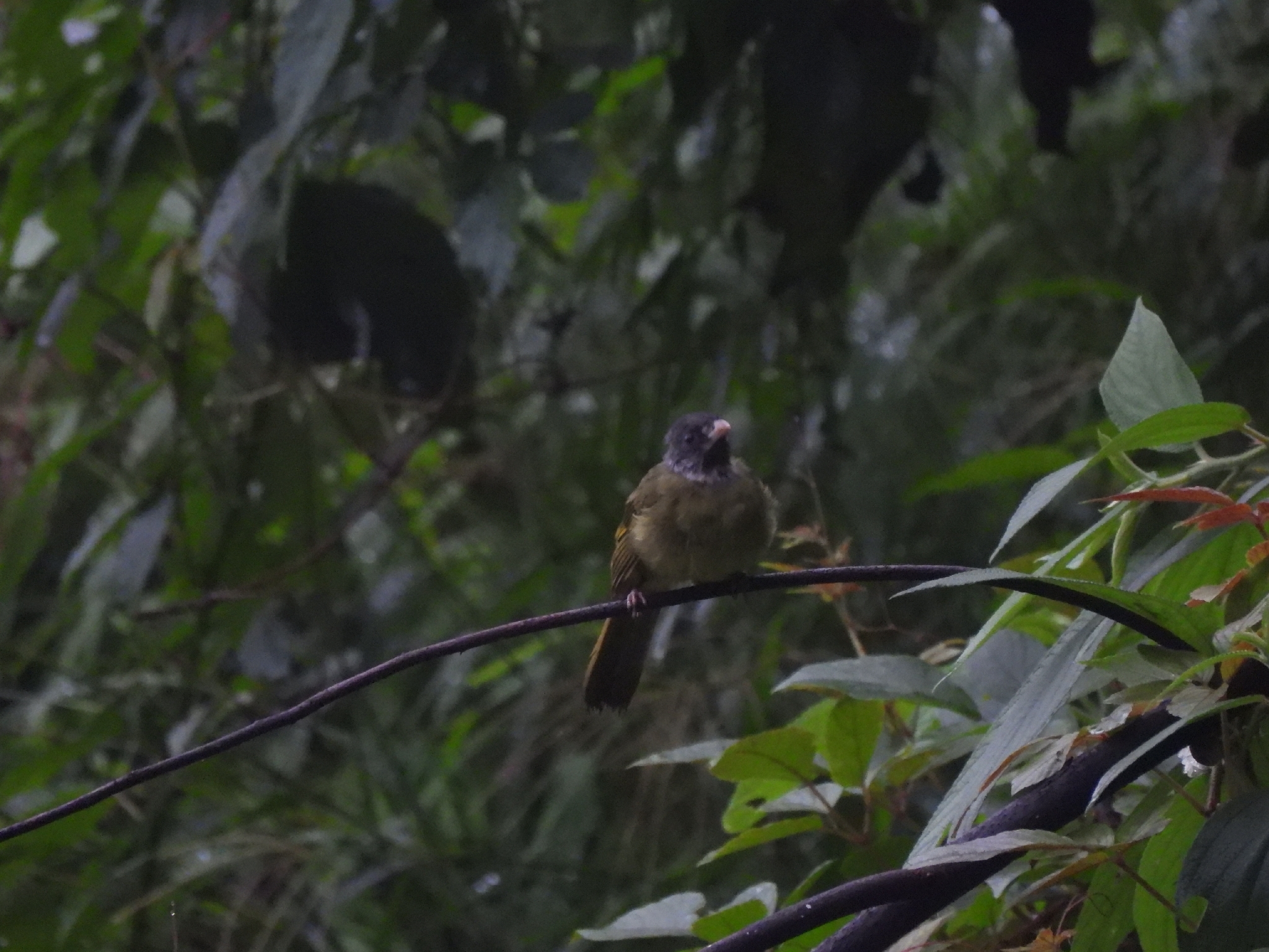 Collared Finchbill