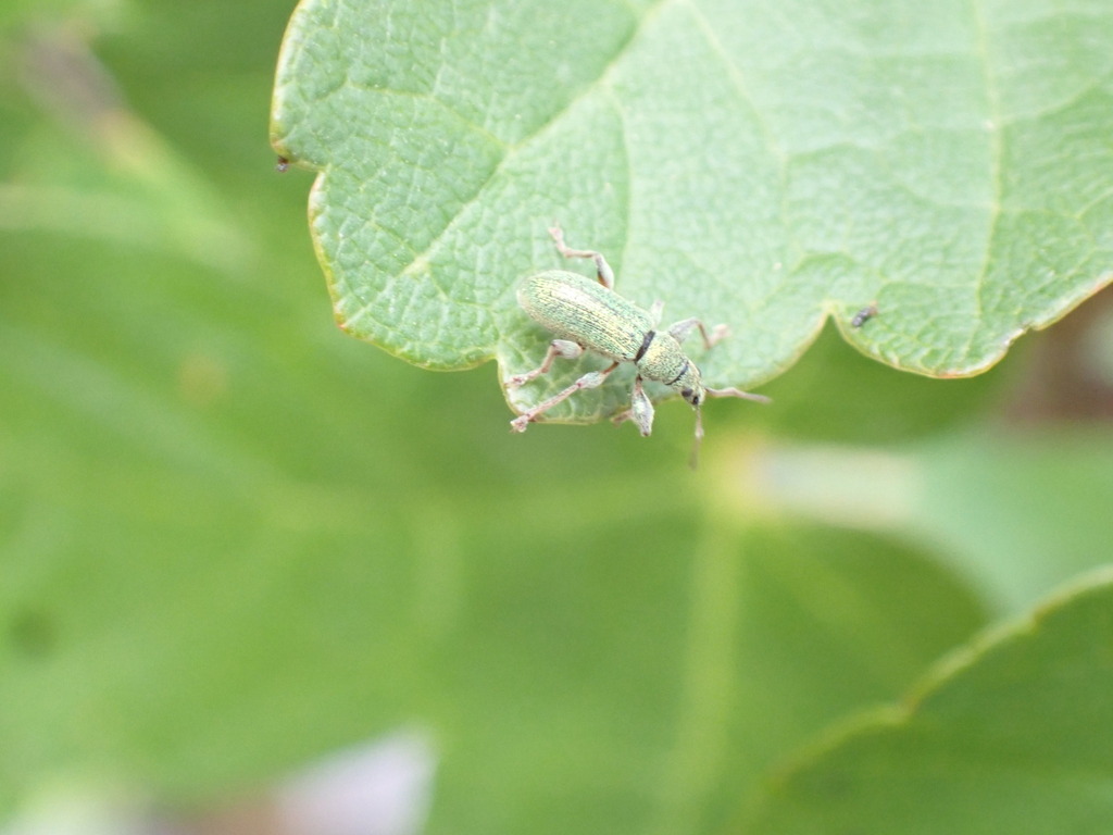 Phyllobius pellitus