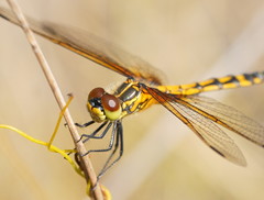 Austrothemis nigrescens