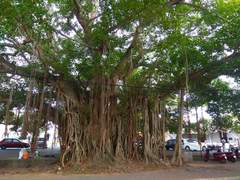 Ficus benghalensis