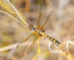 Austrothemis nigrescens