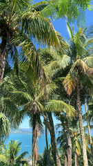Cocos nucifera