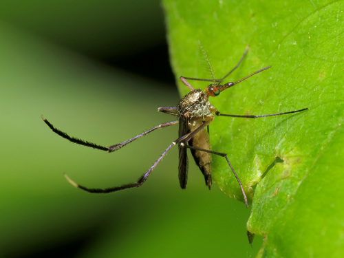 White-footed Woods Mosquito photo 6
