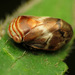 Clastoptera obtusa - Photo (c) Katja Schulz, μερικά δικαιώματα διατηρούνται (CC BY)