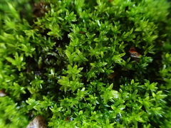 Dialytrichia mucronata