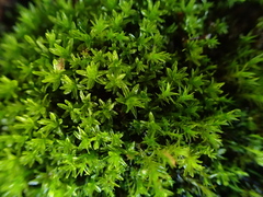 Dialytrichia mucronata