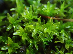 Dialytrichia mucronata