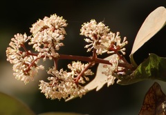 Ixora brachiata