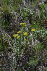 Rhodiola kirilowii
