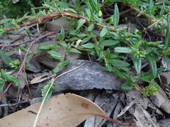 Persicaria prostrata