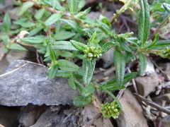 Persicaria prostrata