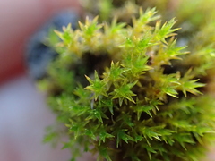 Vinealobryum nicholsonii
