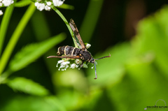 Paranthrene tabaniformis