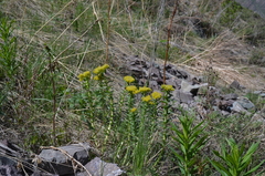Rhodiola kirilowii