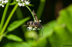 Paranthrene tabaniformis