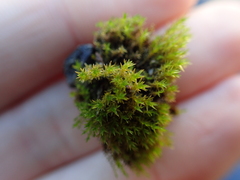 Vinealobryum nicholsonii