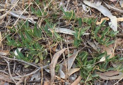 Eremophila debilis