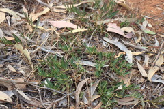 Eremophila debilis