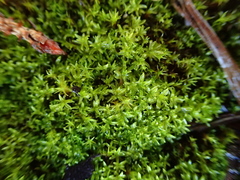 Dialytrichia mucronata