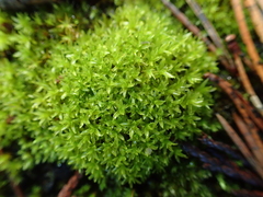 Dialytrichia mucronata