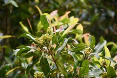 Syzygium aromaticum