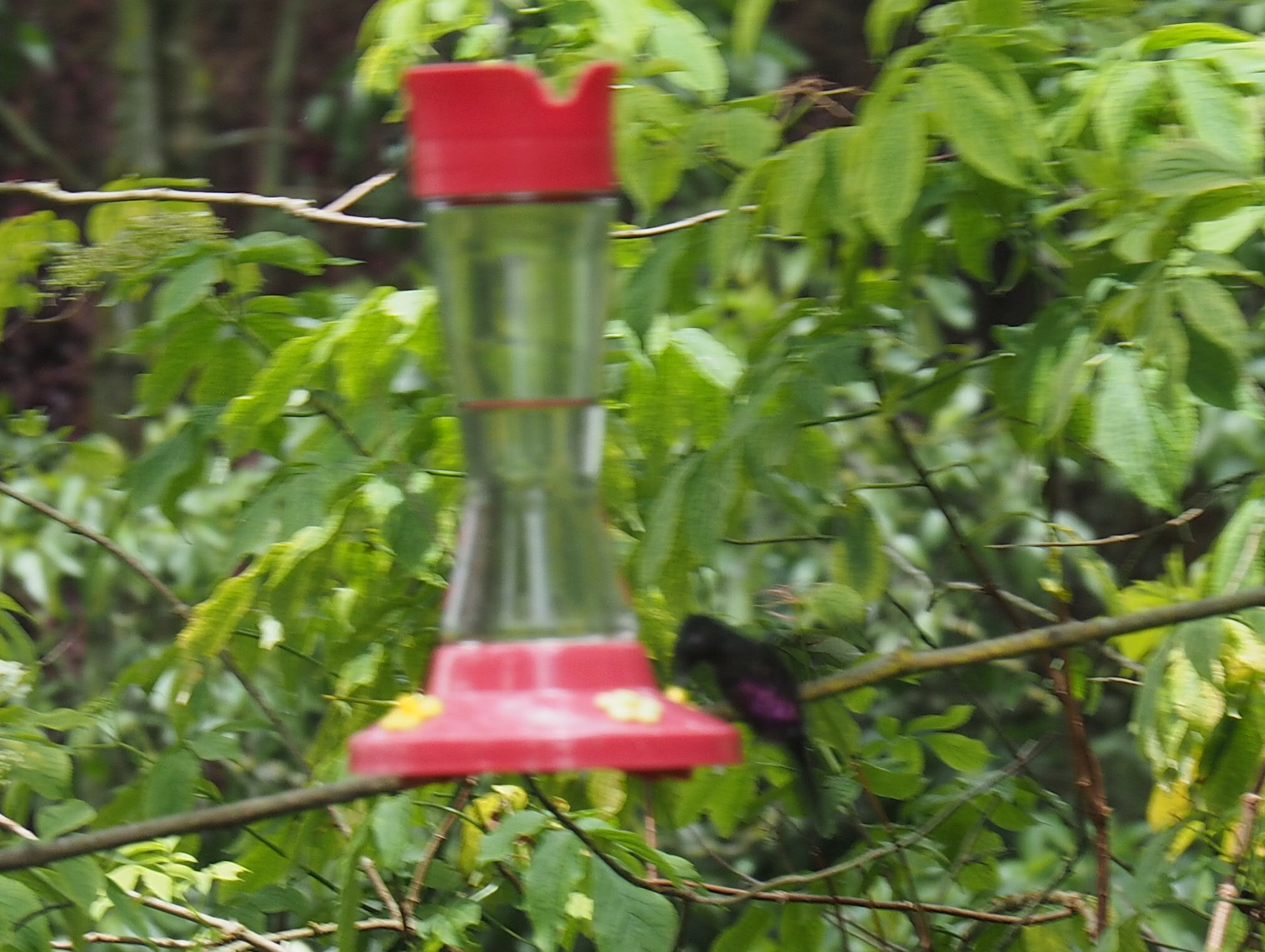 Blue-throated Starfrontlet (Coeligena helianthea), photo 6