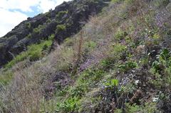 Primula kaufmanniana