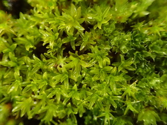Dialytrichia mucronata