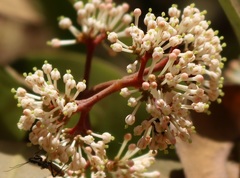 Ixora brachiata