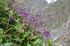 Primula kaufmanniana