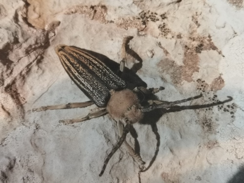 Mallosia imperatrix · iNaturalist