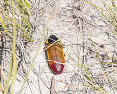 Temognatha variabilis