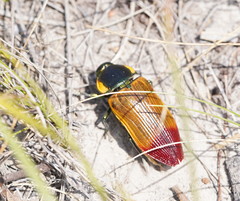 Temognatha variabilis