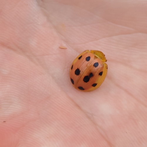 Oides decempunctata