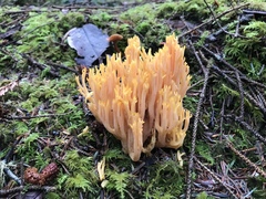 Ramaria sandaracina