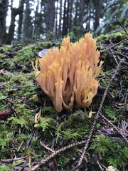 Ramaria sandaracina