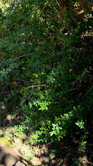 Magnoliopsida