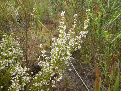Erica margaritacea, photograph 1