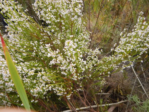 Erica margaritacea, photograph 2