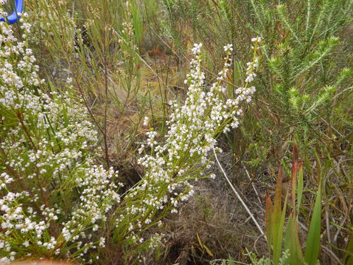 Erica margaritacea, photograph 3