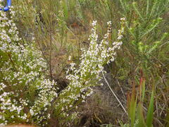 (c) James Deacon, some rights reserved (CC BY-SA) Erica margaritacea, photograph (c) James Deacon, some rights reserved (CC BY-SA)