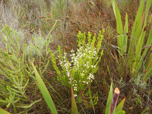 Pearl Heath (Erica margaritacea)
